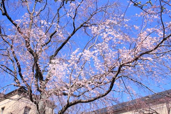 6352-15.3.26祇園しだれ桜　南側から　一部開花状況.jpg